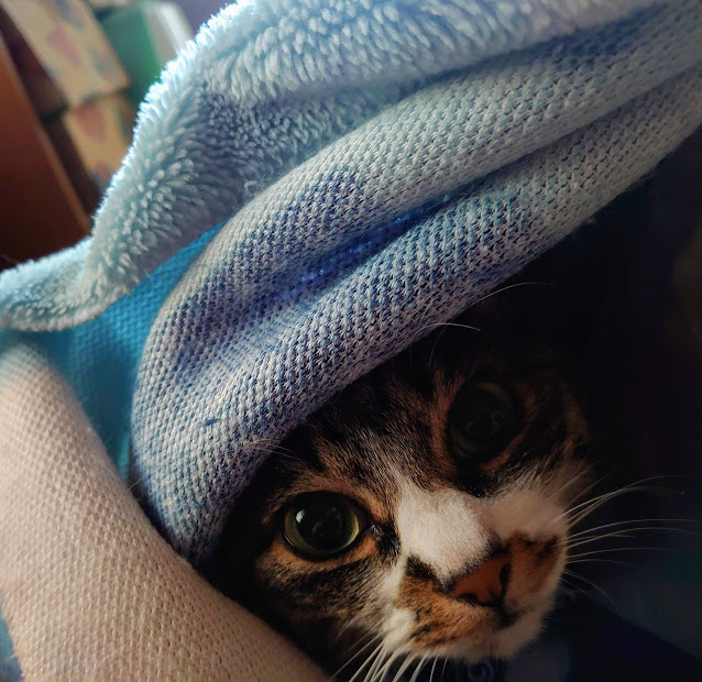 f:id:hizaitako:20200324092801p:plain f:id:hizaitako:20200324092801p:plain