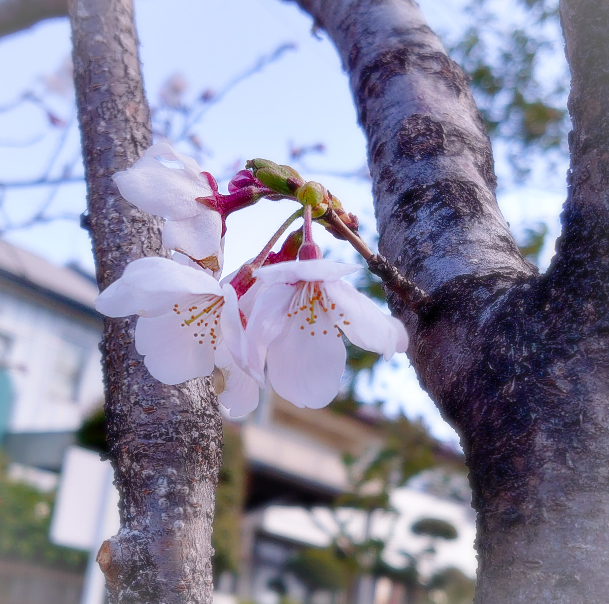 f:id:hjkslj3:20200325120650j:plain f:id:hjkslj3:20200325120650j:plain