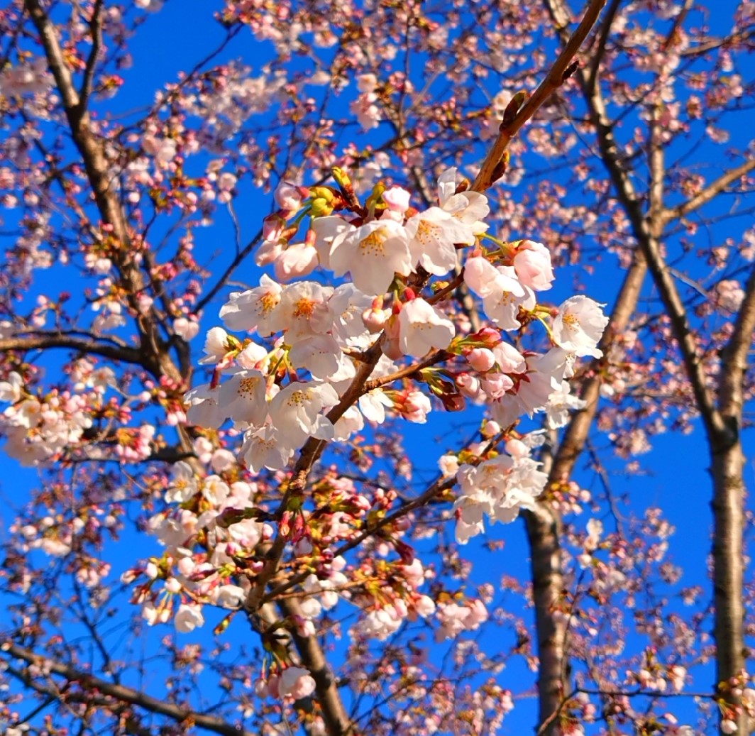 f:id:hjkslj3:20200325120730j:plain f:id:hjkslj3:20200325120730j:plain