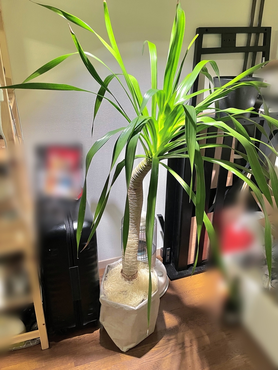 ドラセナ・パラオはLEDでは育たない - hakoniwa_blog
