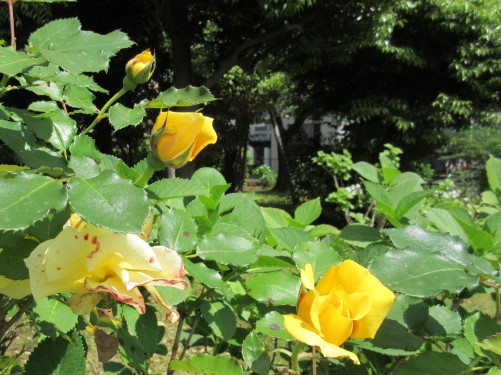 f:id:hk504:20200509195304j:plain f:id:hk504:20200509195304j:plain