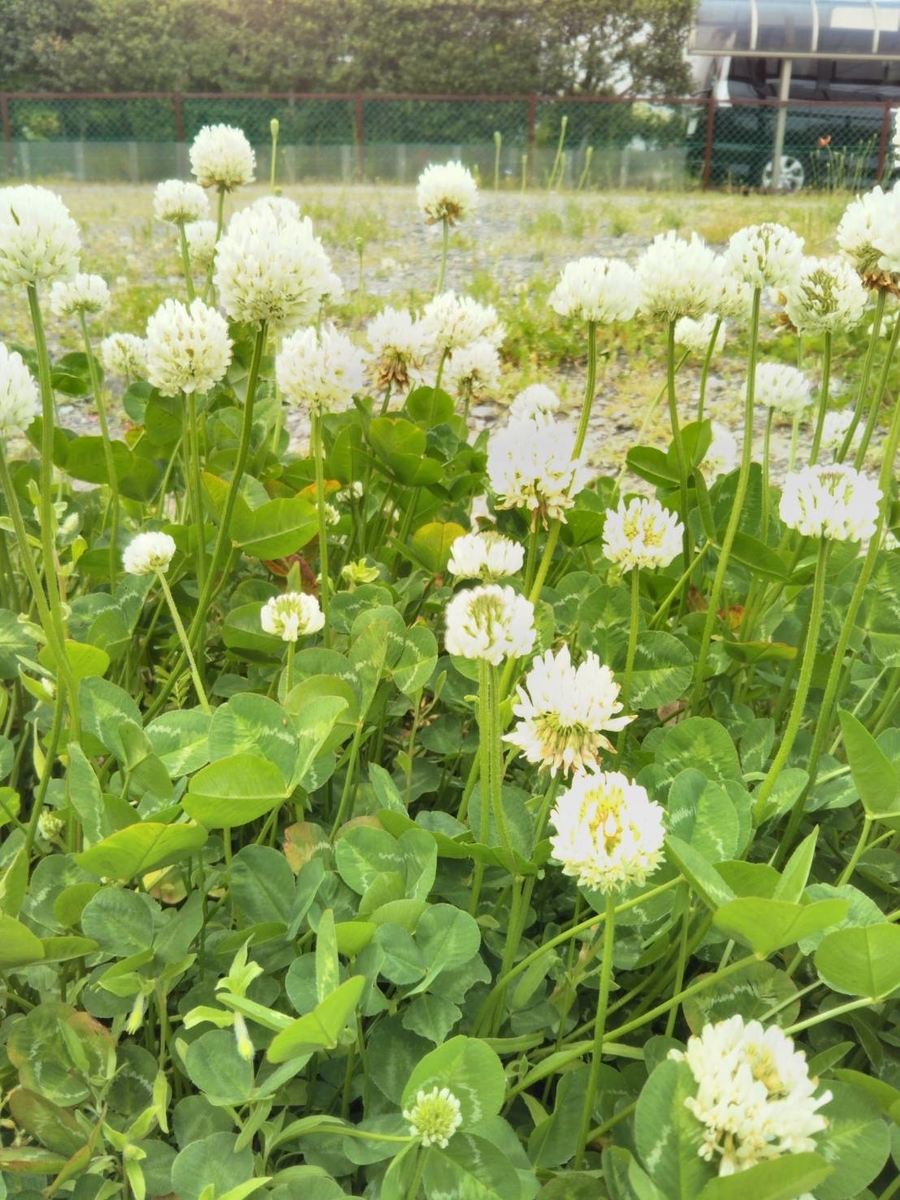 f:id:hk504:20200510153125j:plain f:id:hk504:20200510153125j:plain