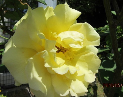 f:id:hk504:20200510154512j:plain f:id:hk504:20200510154512j:plain
