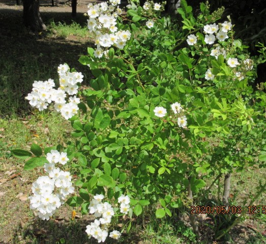 f:id:hk504:20200516155742j:plain