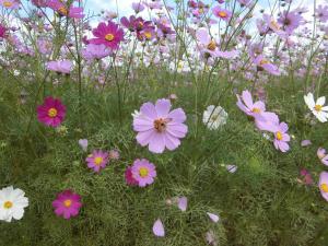 f:id:hk6880:20211101064059j:plain