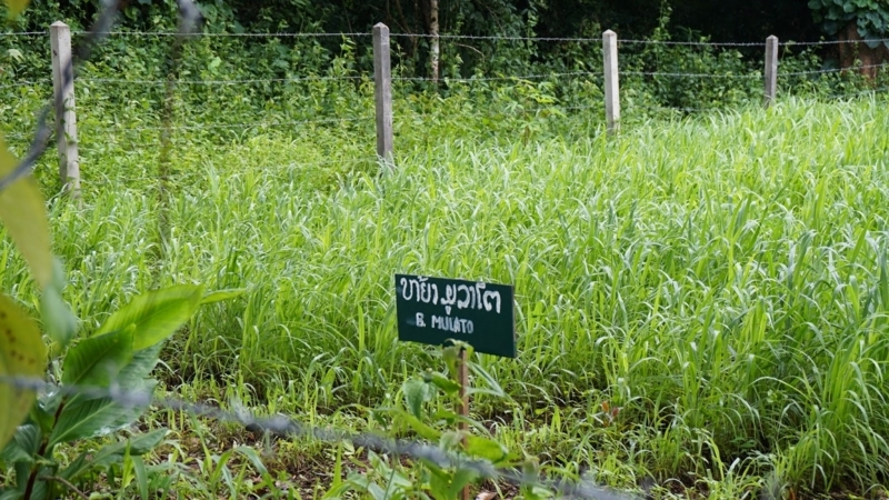 laongam_experimental_farm_feed