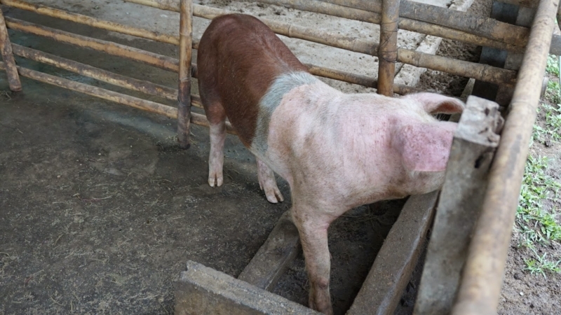 laongam_experimental_farm_pig