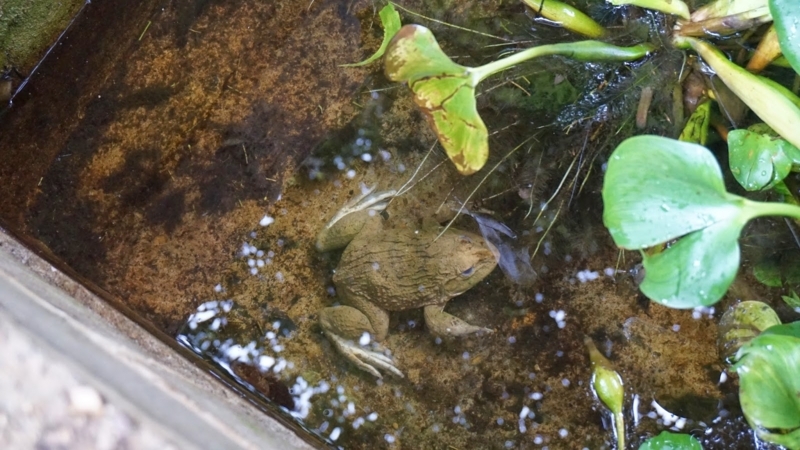laongam_experimental_farm_frog