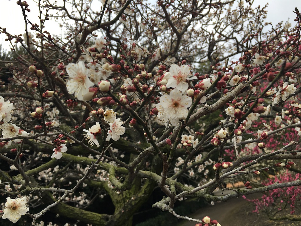 f:id:hksw00:20170219100102j:image