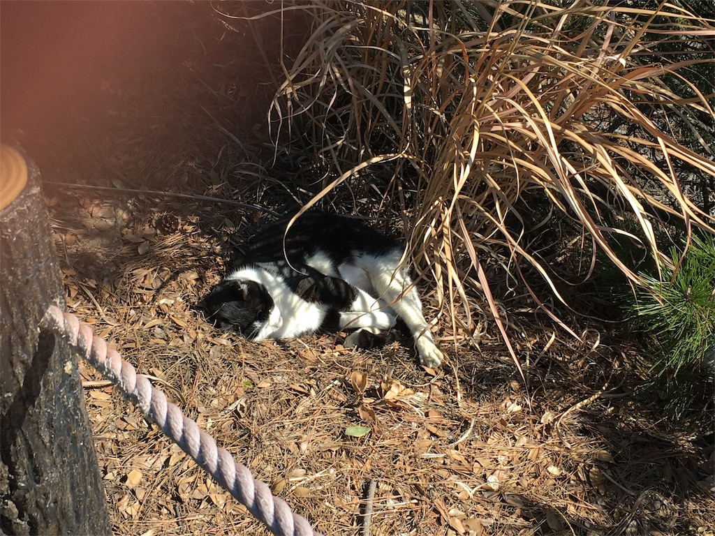 f:id:hksw00:20170219212024j:image