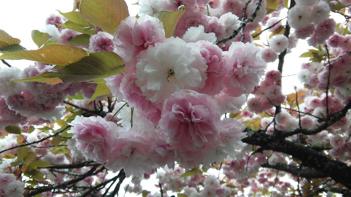 f:id:hktokyo2017041:20190428182809j:plain f:id:hktokyo2017041:20190428182809j:plain
