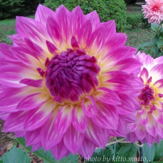 ダリア　ピンク