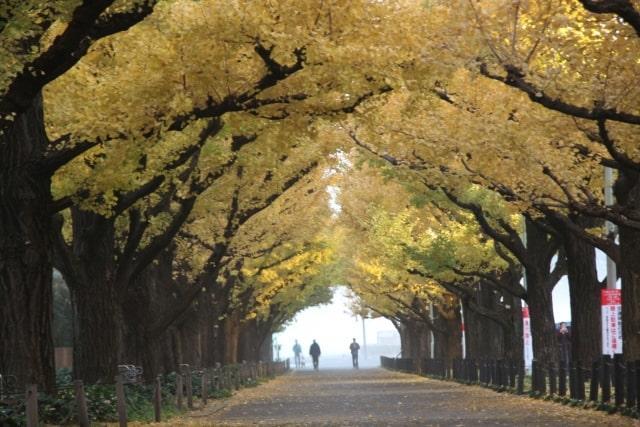 神宮外苑　紅葉したイチョウ並木のトンネル