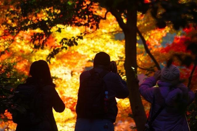 紅葉と写真を撮る人