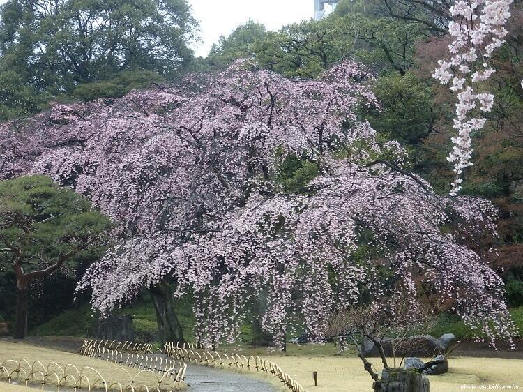 小石川後楽園 満開のシダレザクラ