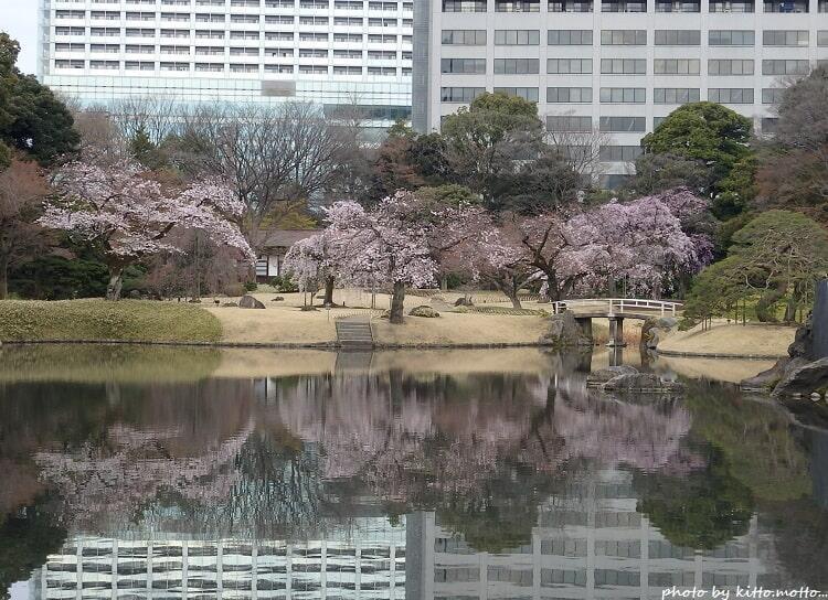 3本の満開のシダレザクラが水面に映っている