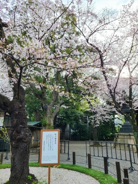 東京のサクラの開花基準の標準木 立て看板