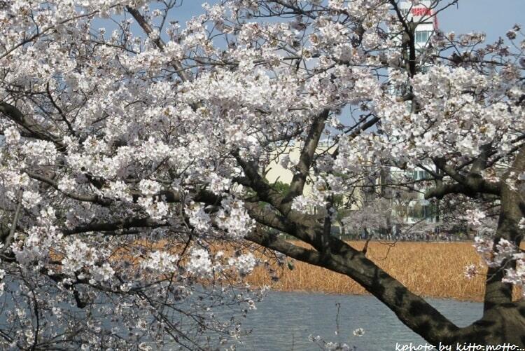 不忍の池をバックにソメイヨシノ