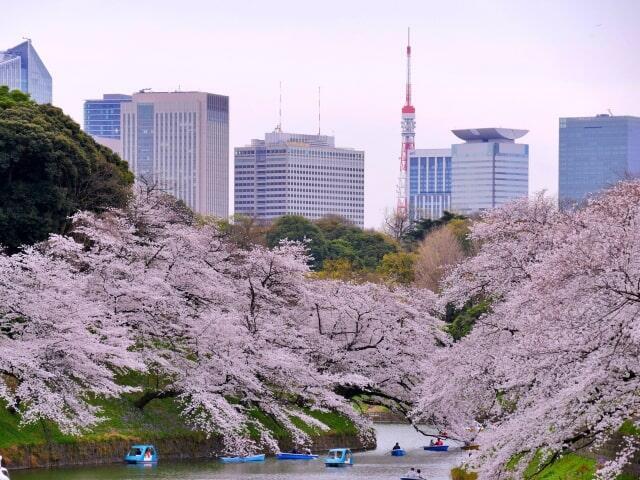 満開のサクラが濠にせり出ている