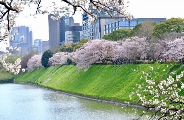 お濠と満開のサクラ