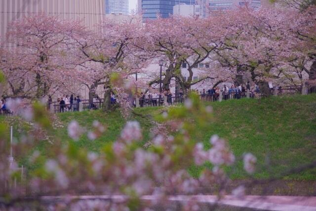 対岸からみた千鳥ヶ淵緑道 桜が満開