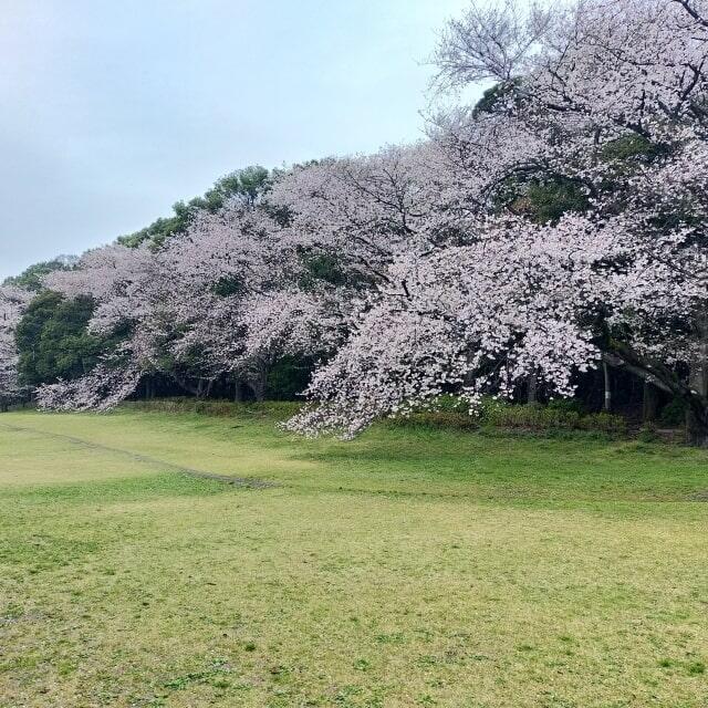 芝生と満開のソメイヨシノ
