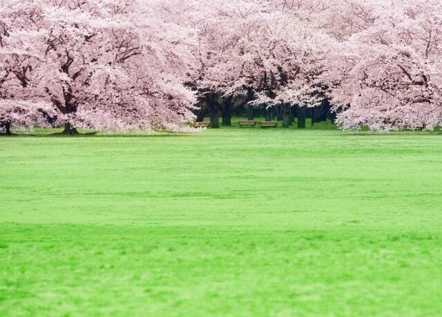 青い芝生の先に満開のソメイヨシノ