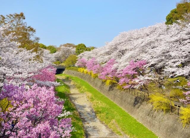 薄いピンクのサクラと濃いピンクのサクラ、黄色の花