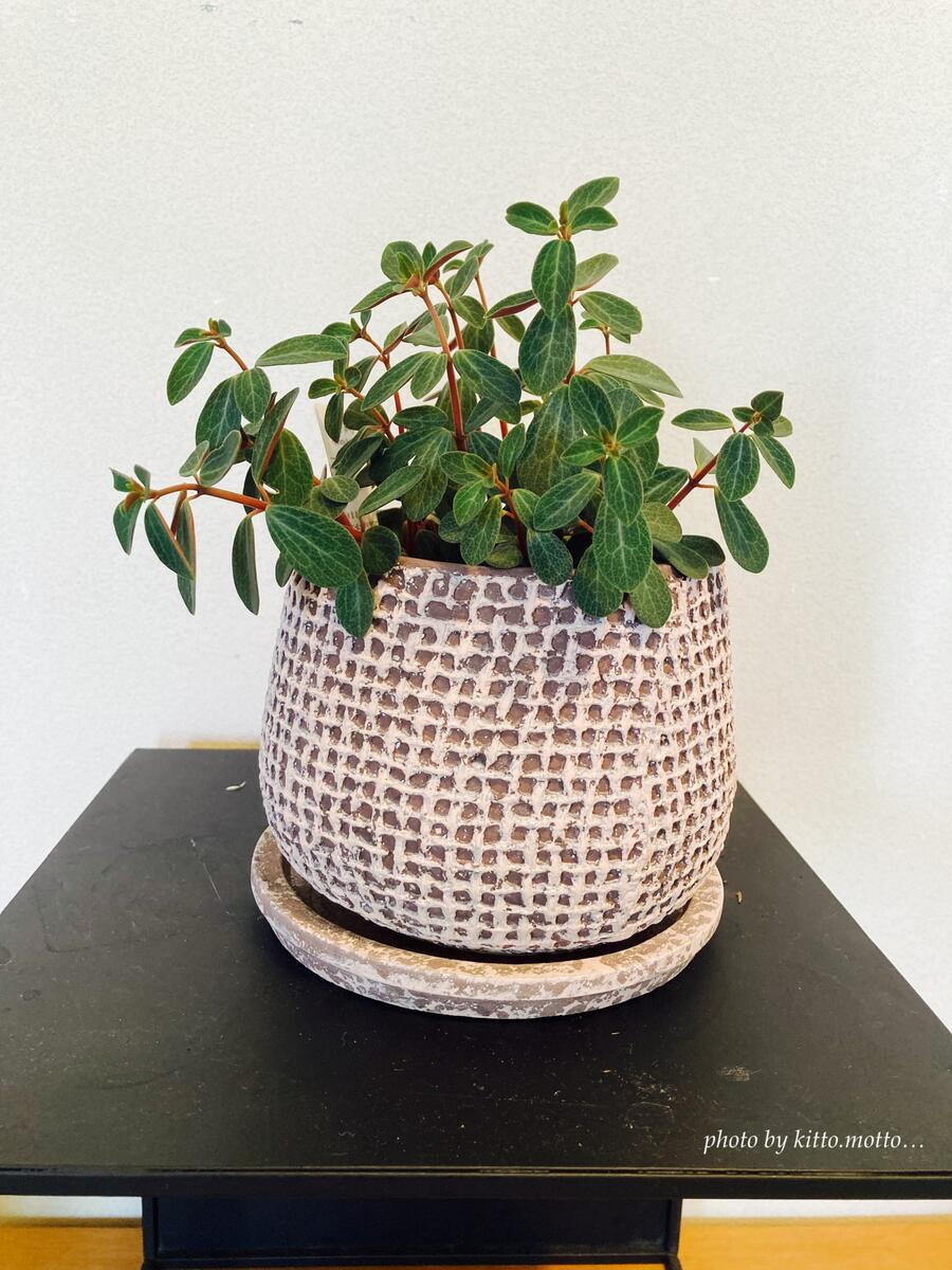 小さい葉が交互についた観葉植物と格子模様の鉢