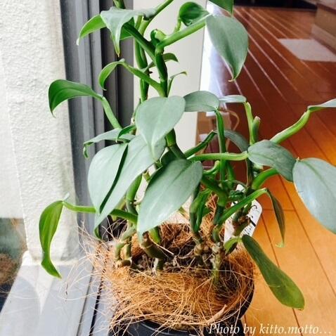 銀色の葉をした観葉植物。