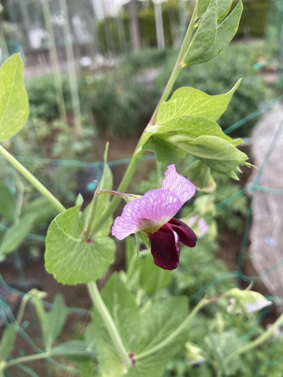 絹さやの花　紫