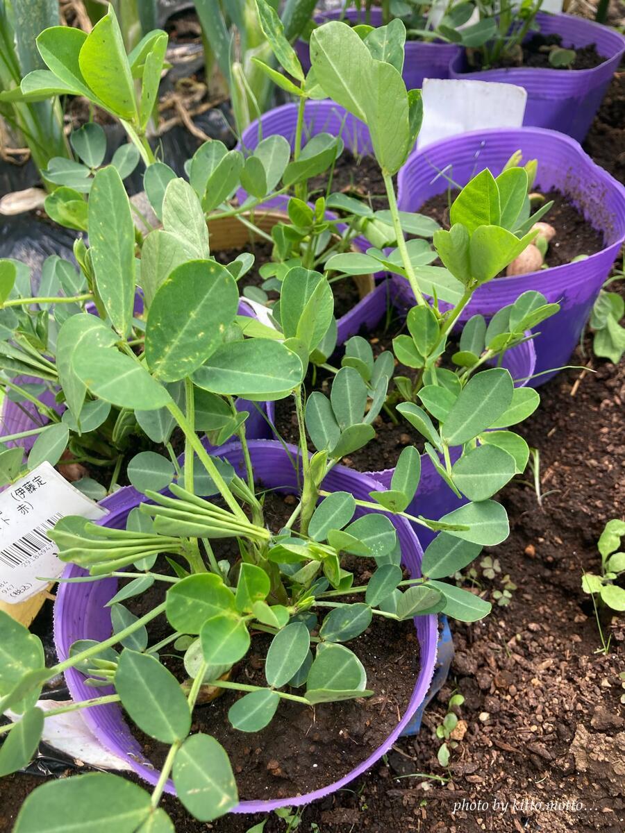 ポットに入った落花生の苗