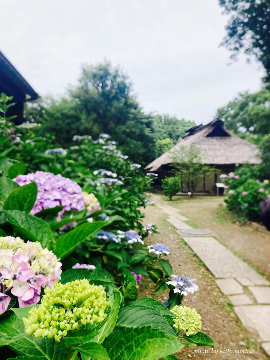 手前に球形のアジサイ　奥に藁葺き小屋