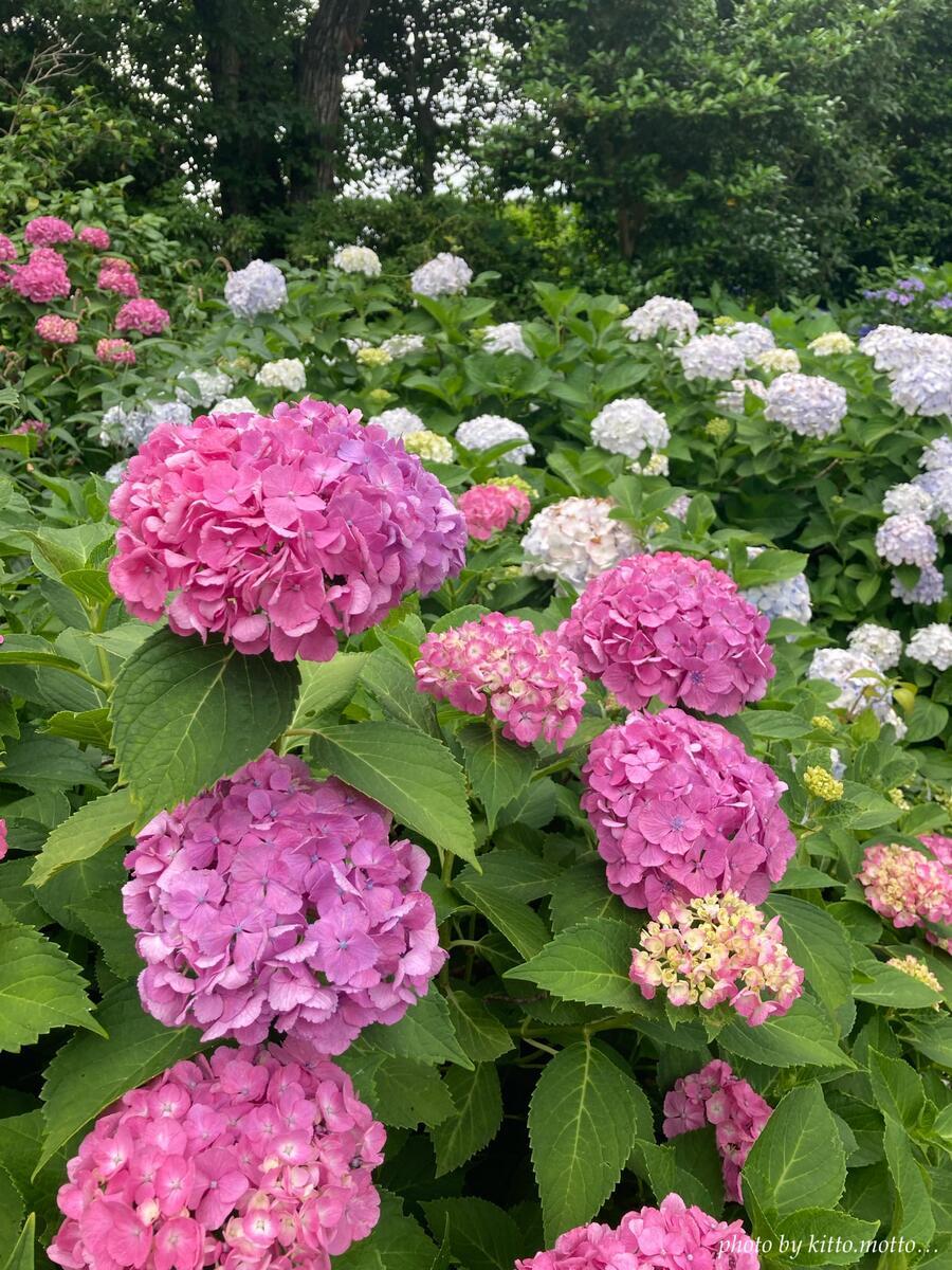 ピンクの球形アジサイ　奥には白のアジサイも