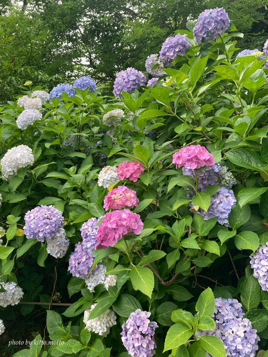 ピンク　青　紫のアジサイの群落