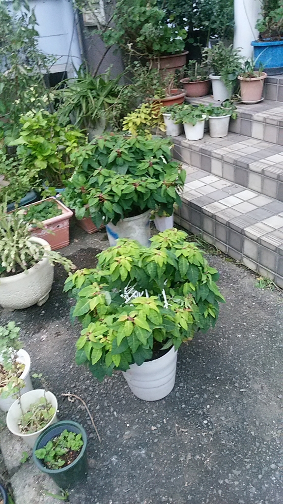 f:id:hm-ann:20161027164100j:plain f:id:hm-ann:20161027164100j:plain