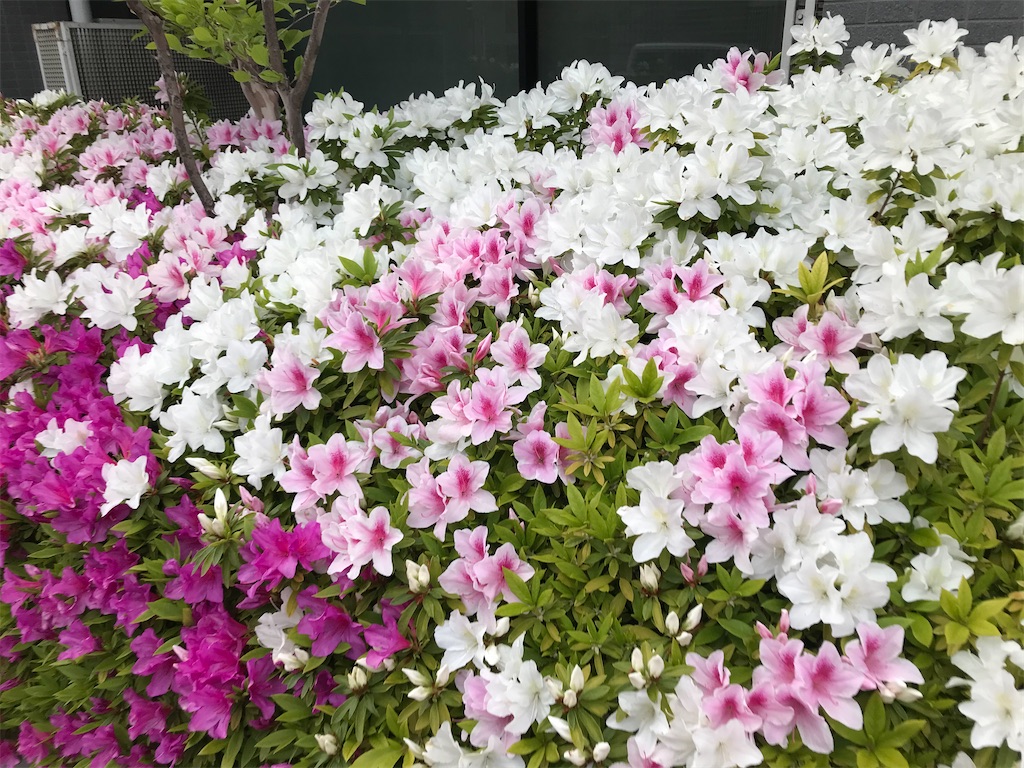 f:id:hmdance:20200411185656j:image