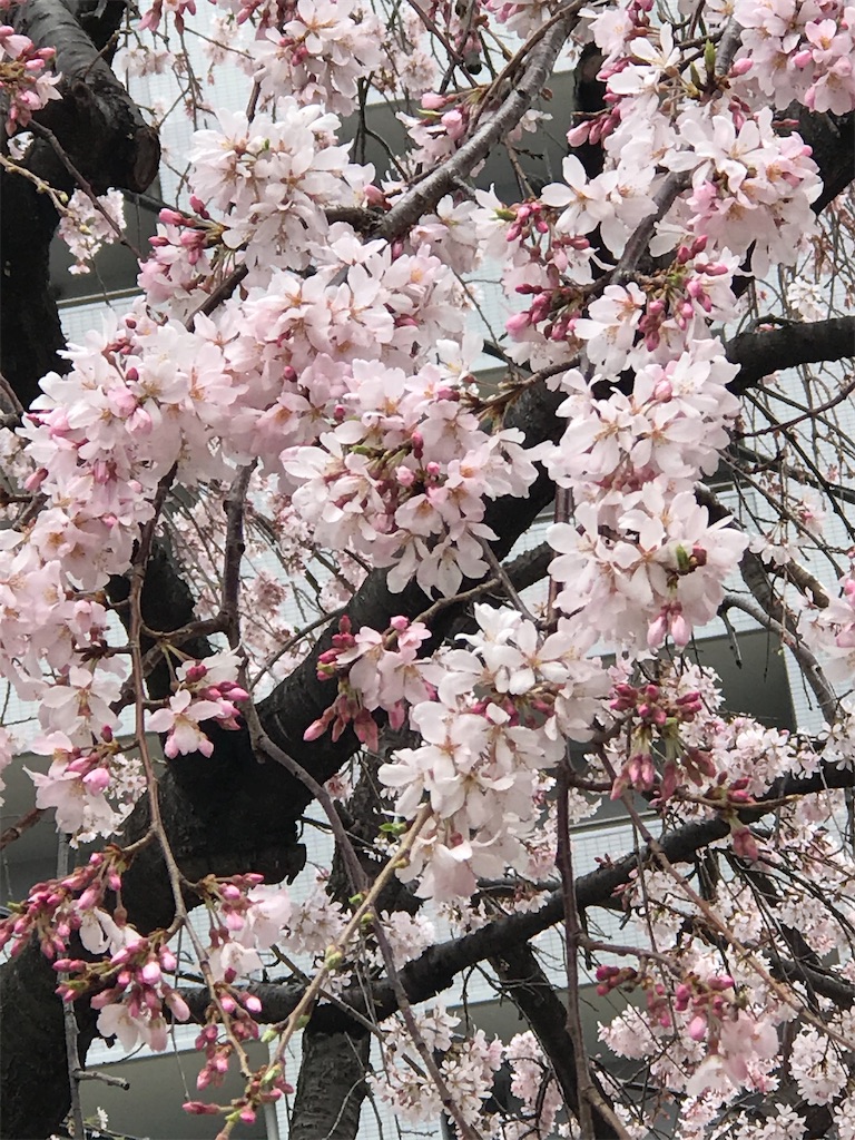 f:id:hmdance:20210319224158j:image