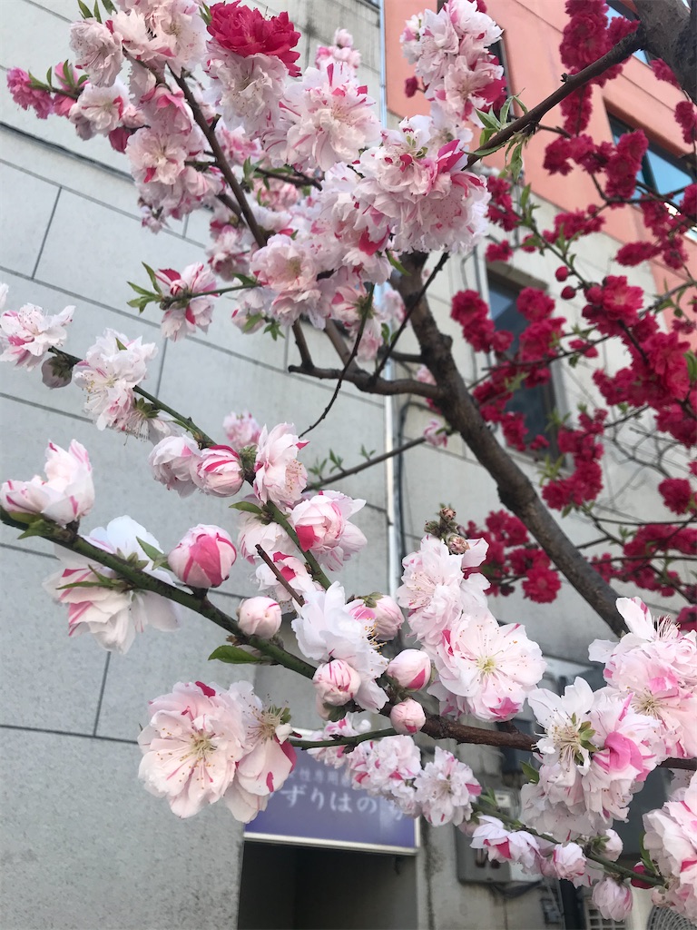 f:id:hmdance:20210324063916j:image