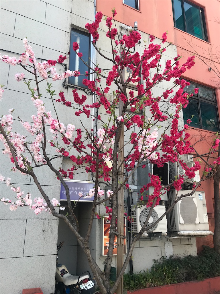 f:id:hmdance:20210324063919j:image
