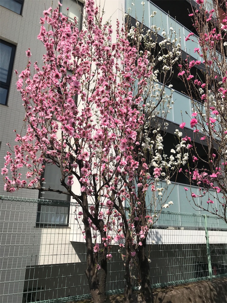 f:id:hmdance:20210324224707j:image