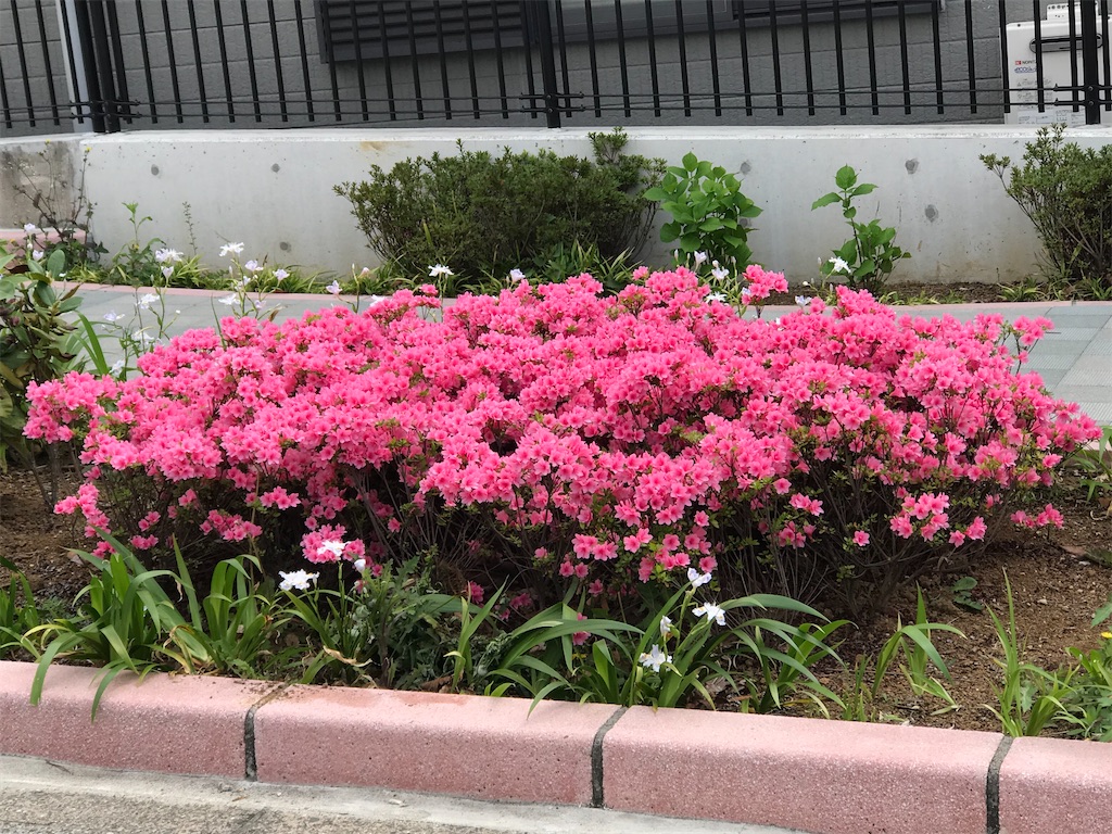 f:id:hmdance:20210401224907j:image