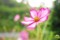 秋桜