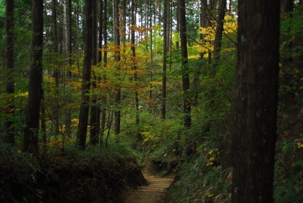 秋の山道
