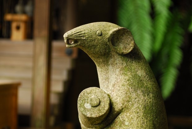 狛鼠