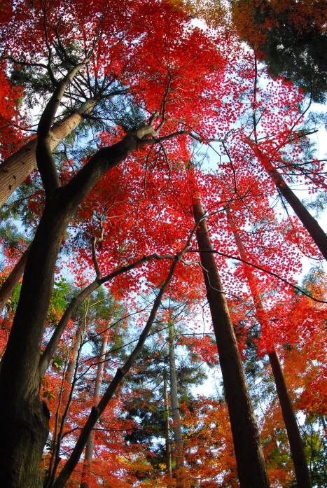 空と木の高さ