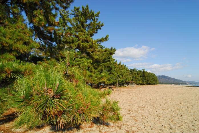 個別「続く松林」の写真、画像 hms_hermes's fotolife