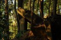 唐臼山古墳 (小野妹子神社)
