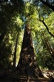 Mother of the Forest