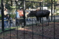 [夢見ヶ崎動物公園][動物園]